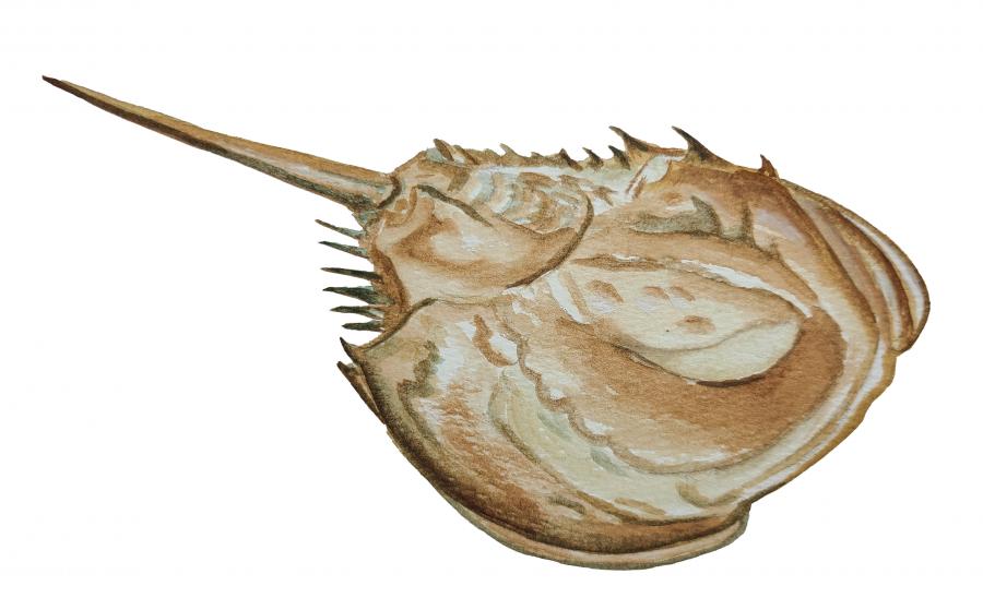 Horseshoe Crab Decal/Sticker - Click Image to Close