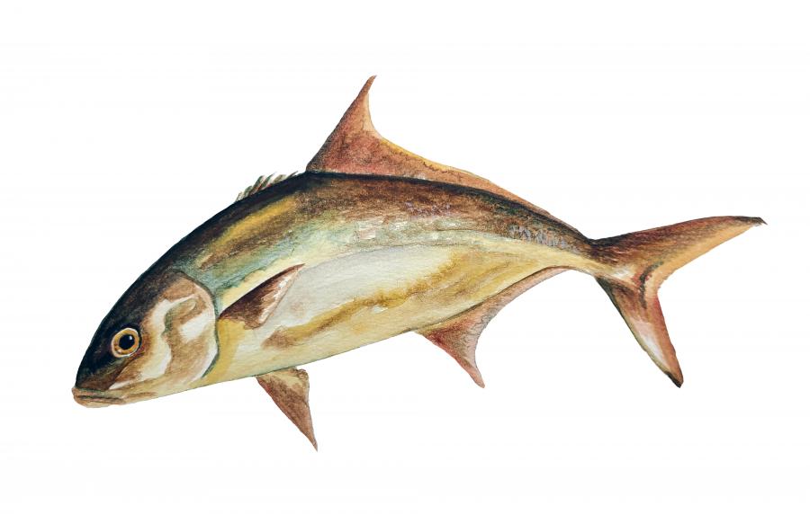 Amberjack Decal/Sticker - Click Image to Close