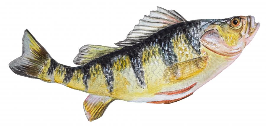 Yellow Perch Decal/Sticker - Click Image to Close