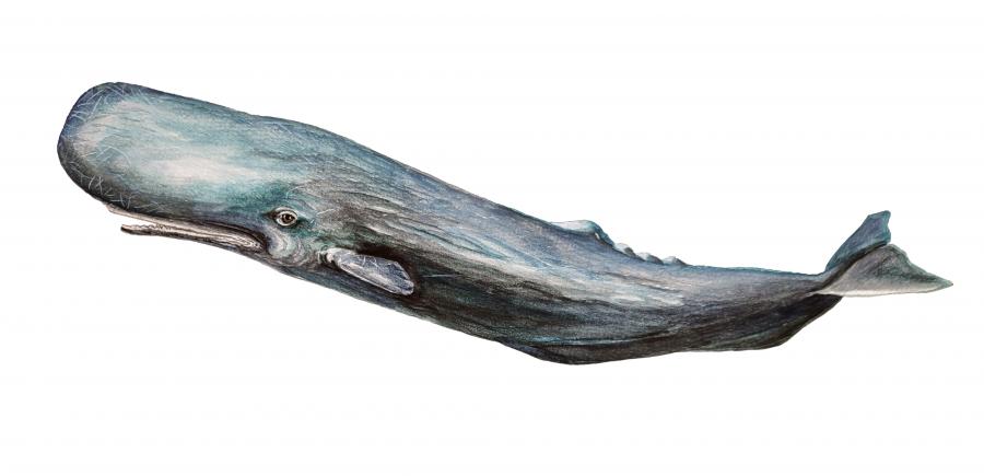 Sperm Whale Decal/Sticker - Click Image to Close