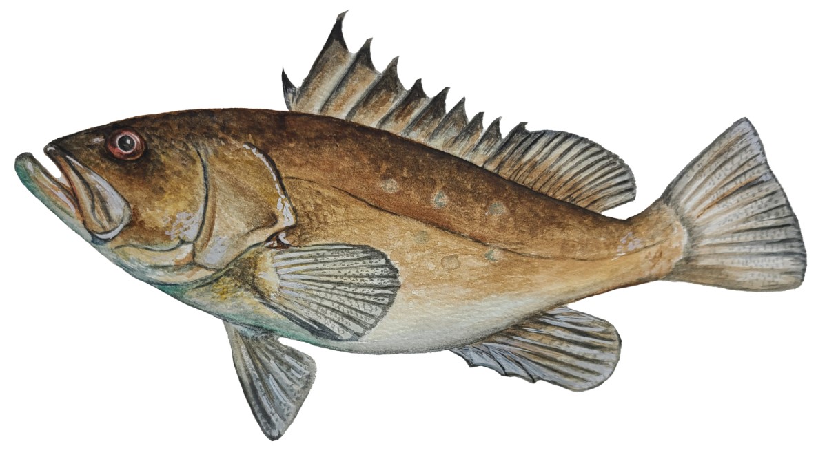 Warsaw Grouper Decal/Sticker