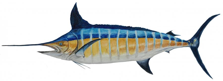 Blue Marlin Decal/Sticker - Click Image to Close