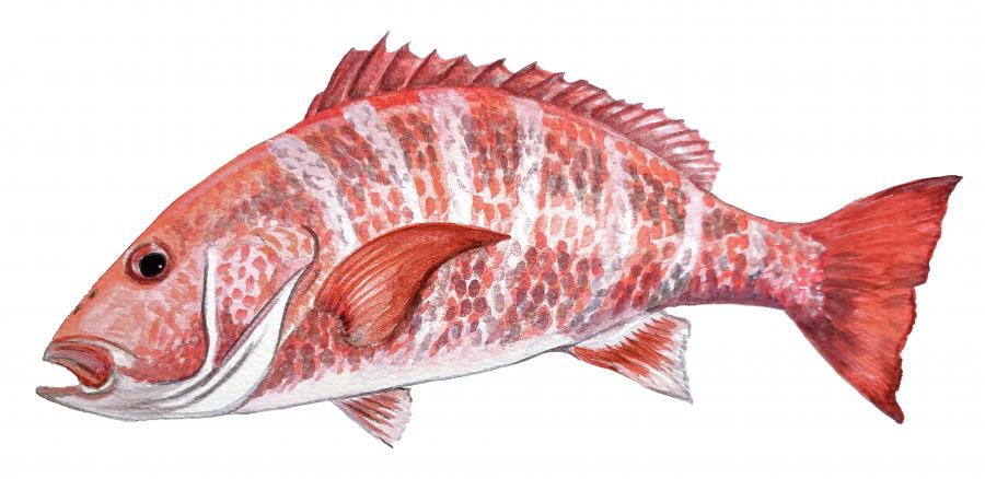Red Snapper Decal/Sticker
