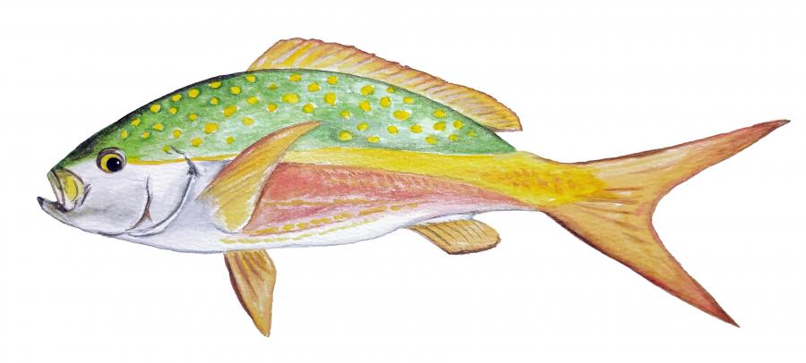 Yellow Tail Fish Decal/Sticker - Click Image to Close