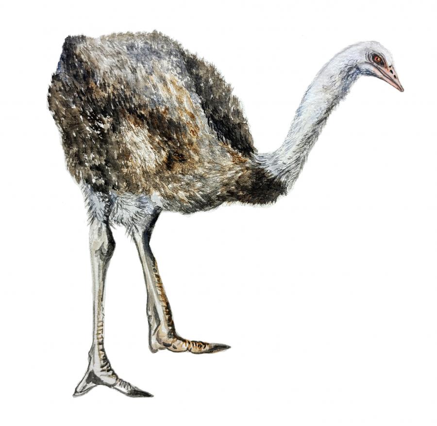 Ostrich Decal/Sticker - Click Image to Close