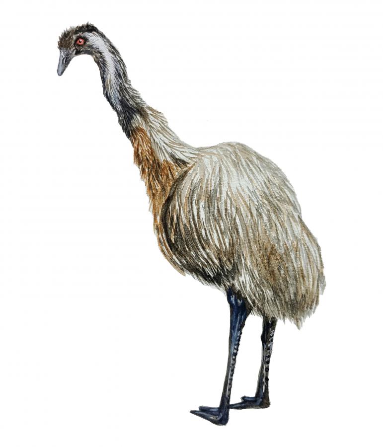 Emu Decal/Sticker
