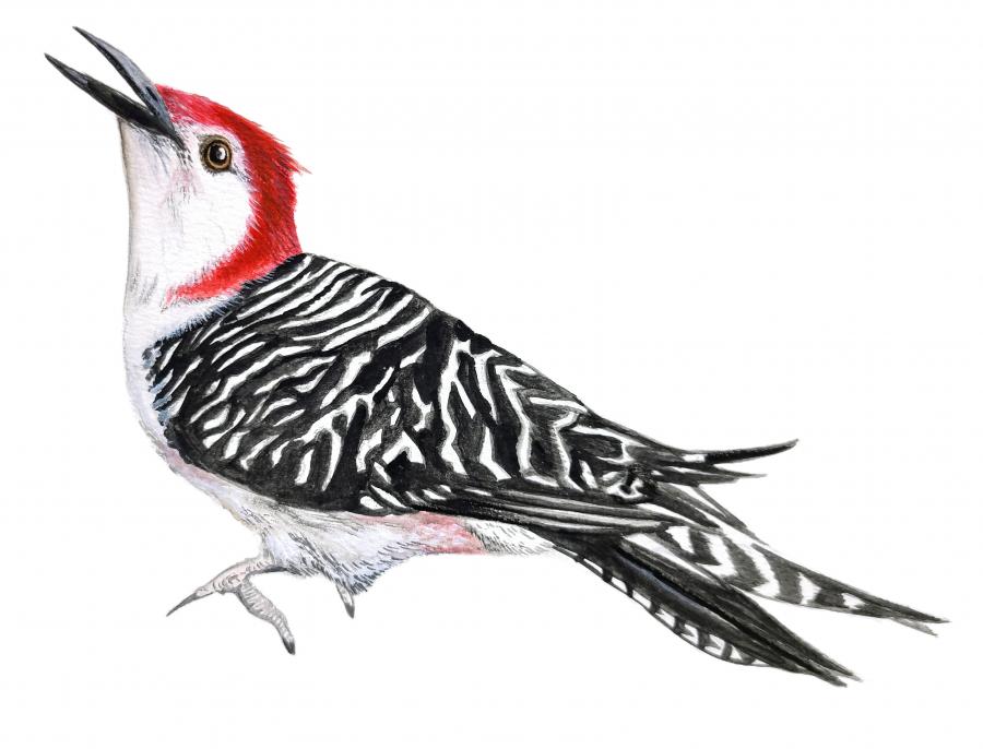 Woodpecker Decal/Sticker - Click Image to Close