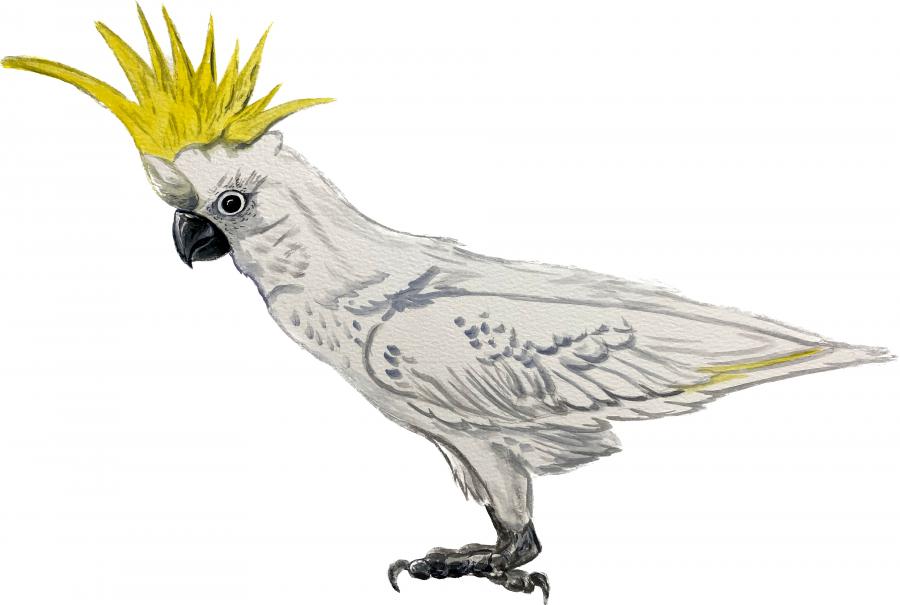 Exotic Cockatoo Decal/Sticker - Click Image to Close