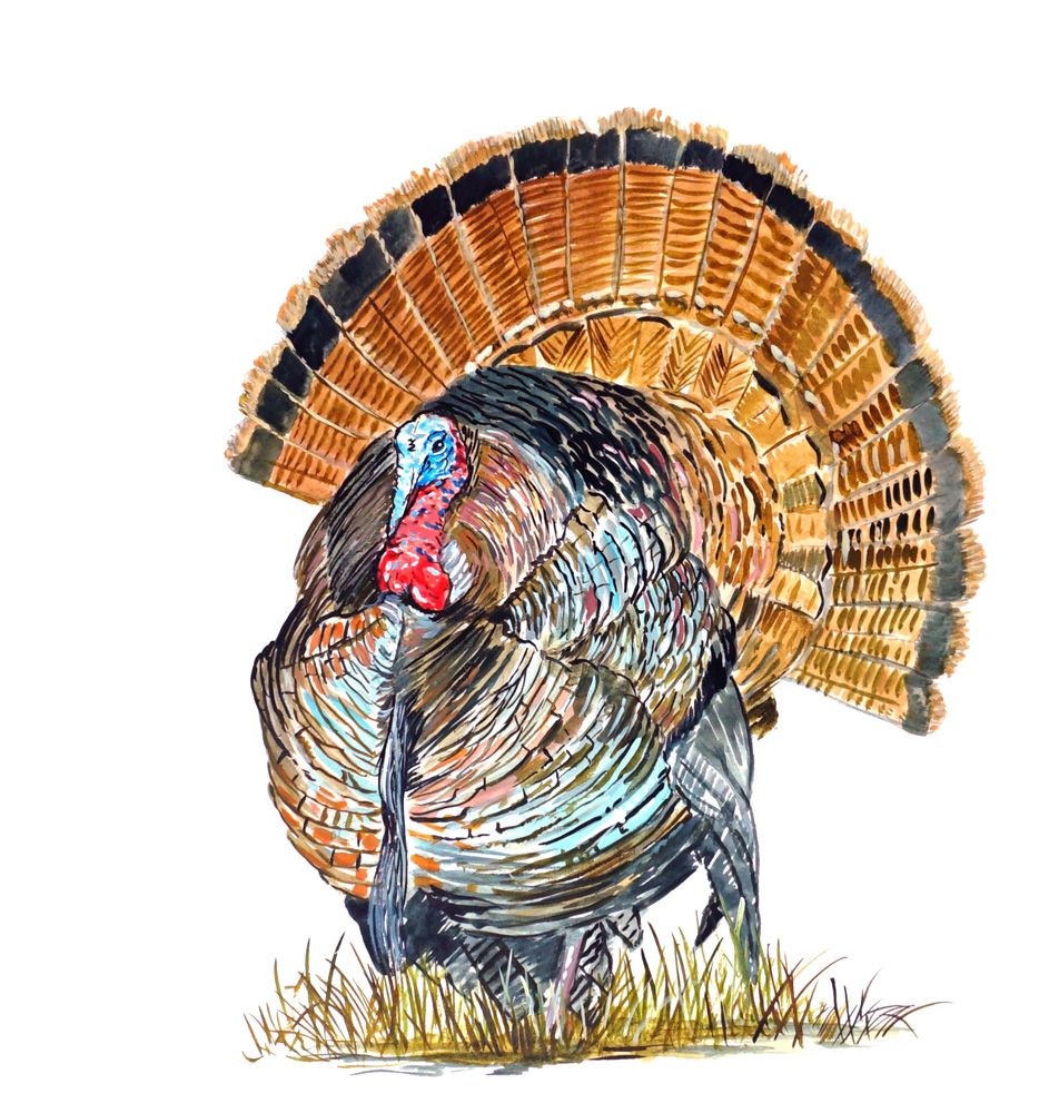 Turkey Decal/Sticker - Click Image to Close