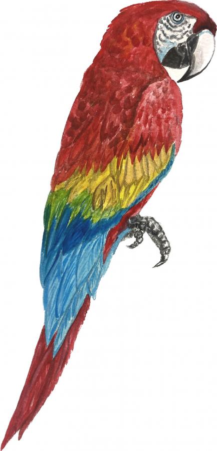 Parrot Decal/Sticker
