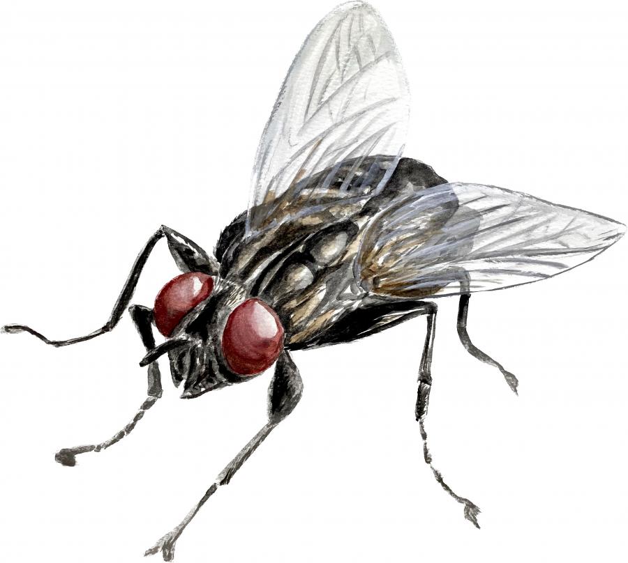 House Fly Decal/Sticker - Click Image to Close