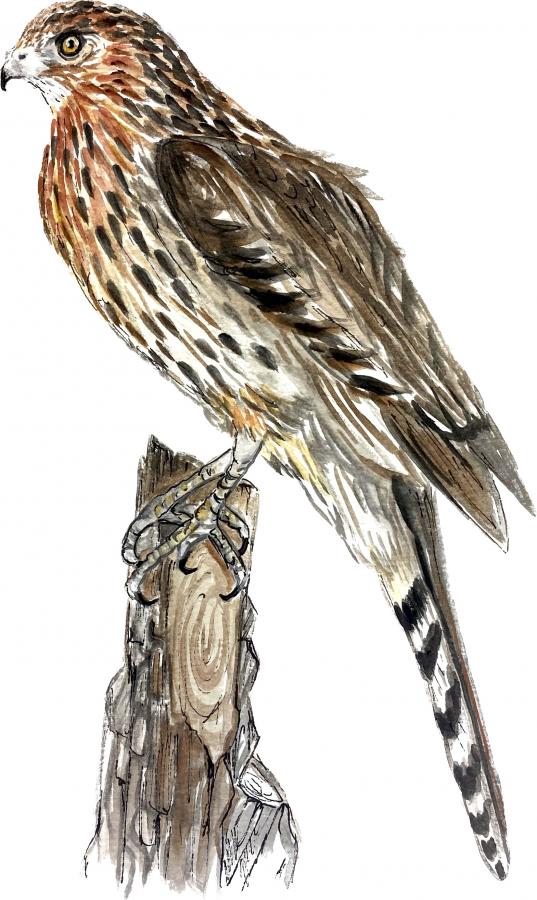 Ringtail Hawk on Branch Decal/Sticker