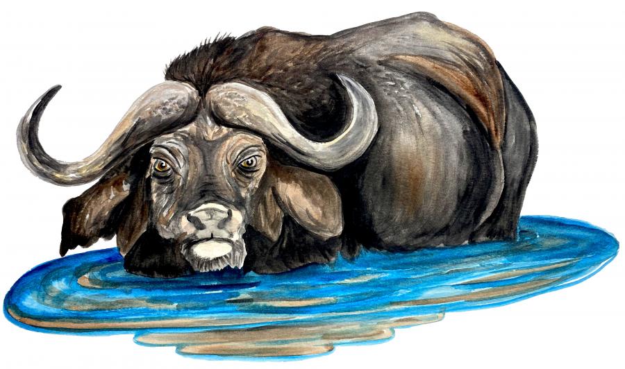 Water Buffalo Decal/Sticker - Click Image to Close