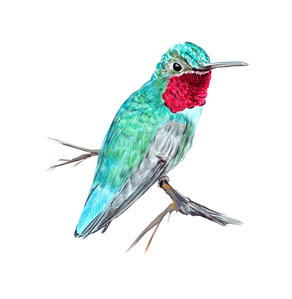 Hummingbird Decal/Sticker - Click Image to Close