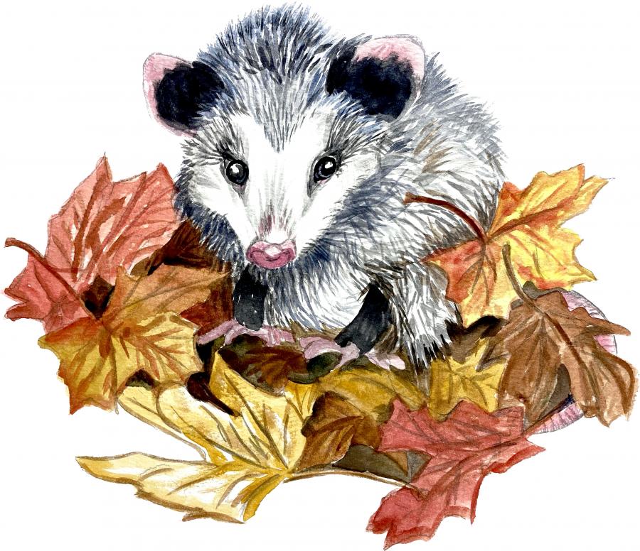 Opossum in Leaves Decal/Sticker