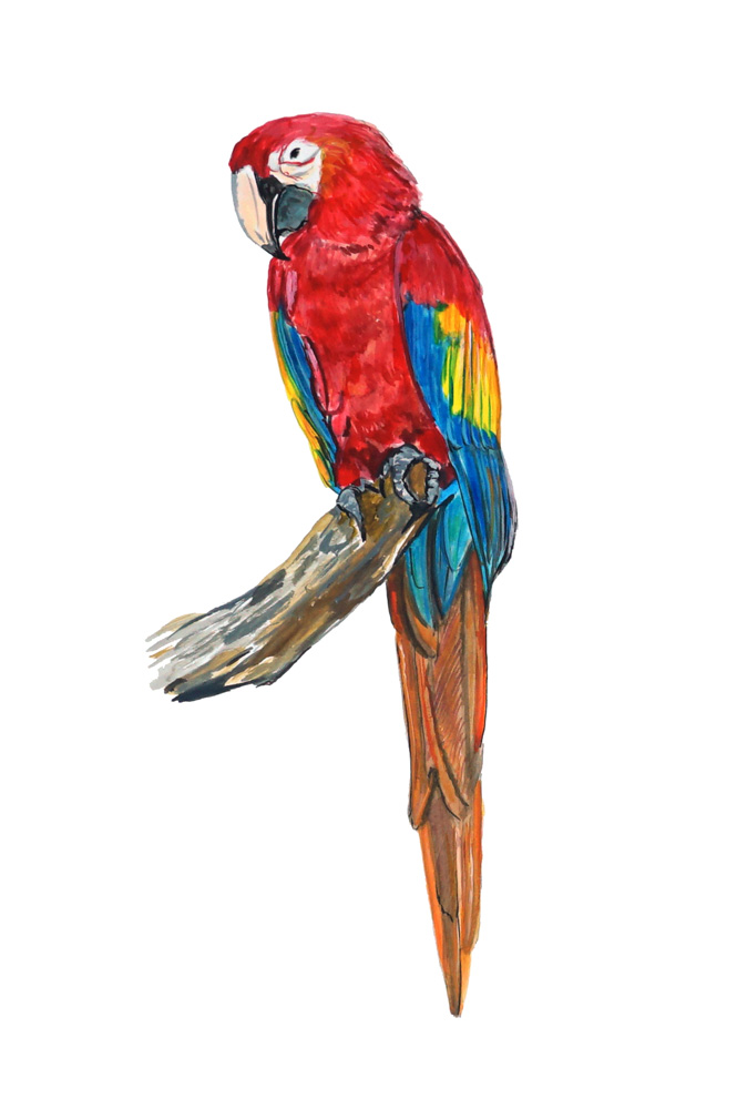 Parrot Decal/Sticker - Click Image to Close