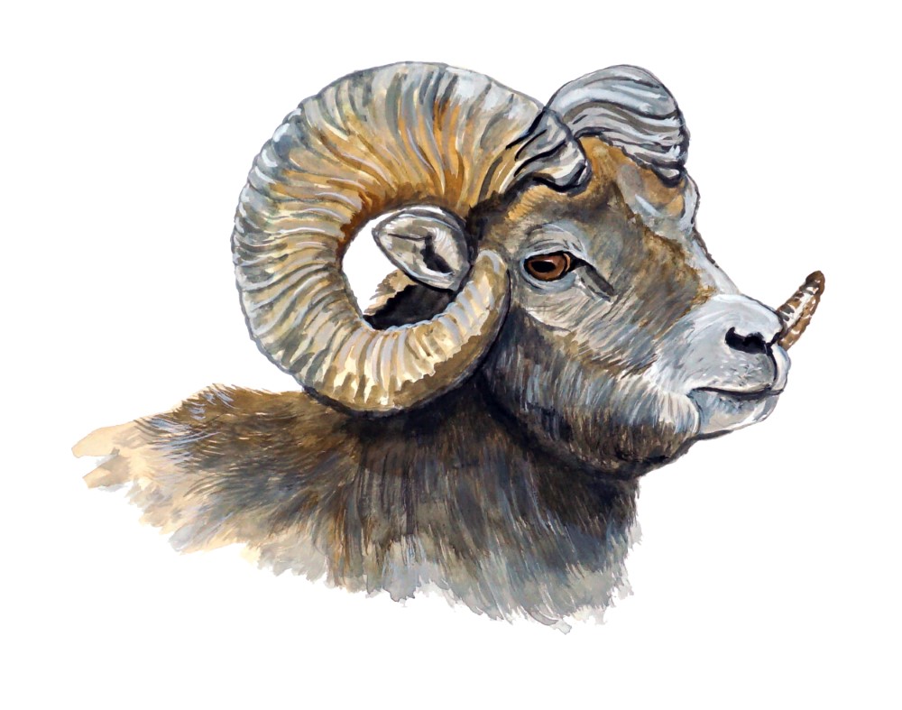 Ram Head Decal/Sticker