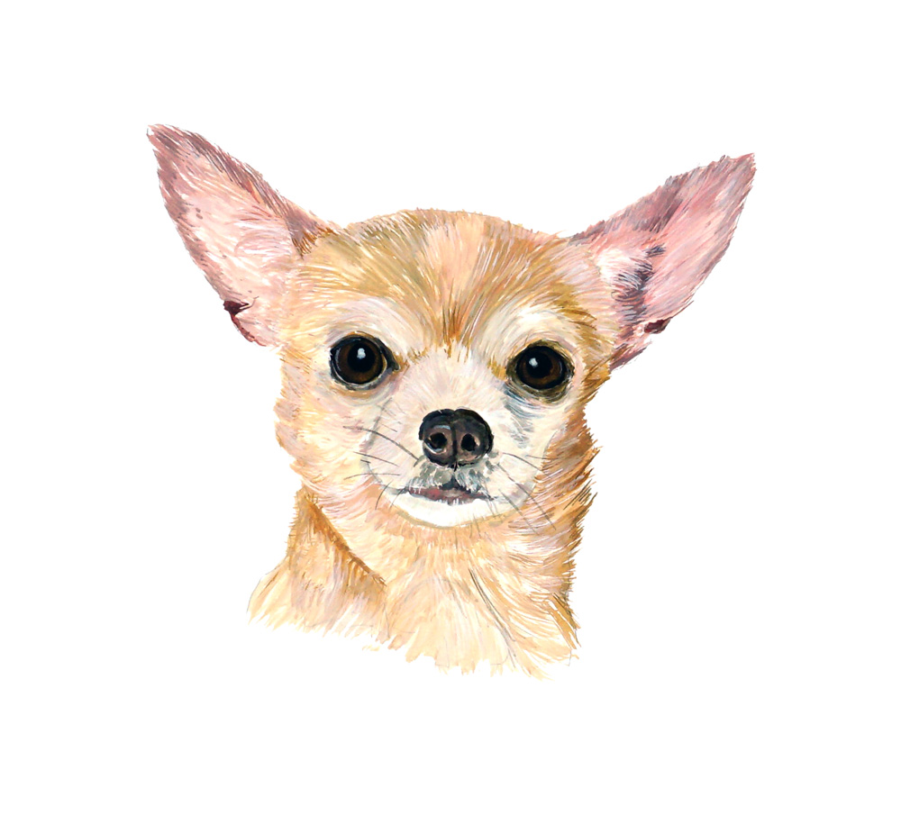 Chihuahua Decal/Sticker - Click Image to Close