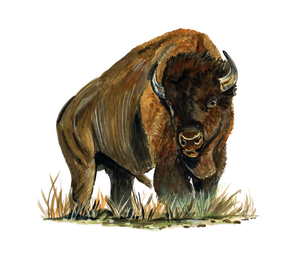 Buffalo Decal/Sticker - Click Image to Close