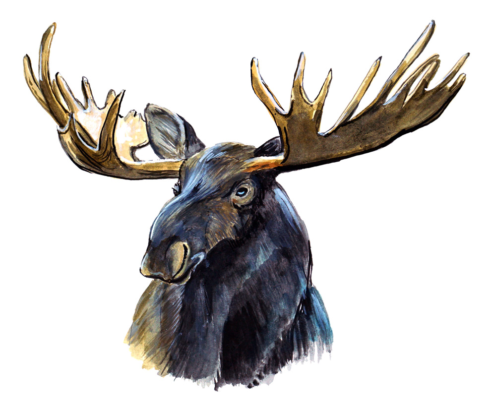 Moose Decal/Sticker - Click Image to Close