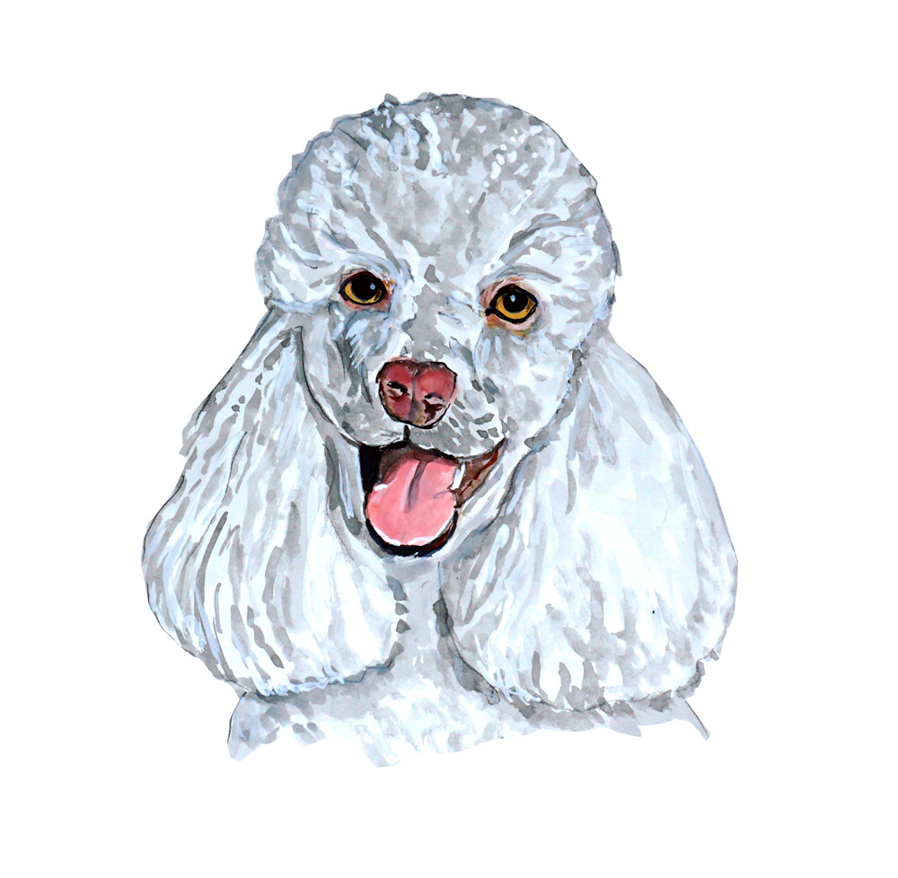 Poodle Decal/Sticker - Click Image to Close