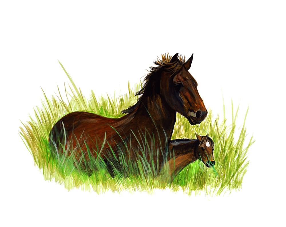 Ponies in grass Decal/Sticker