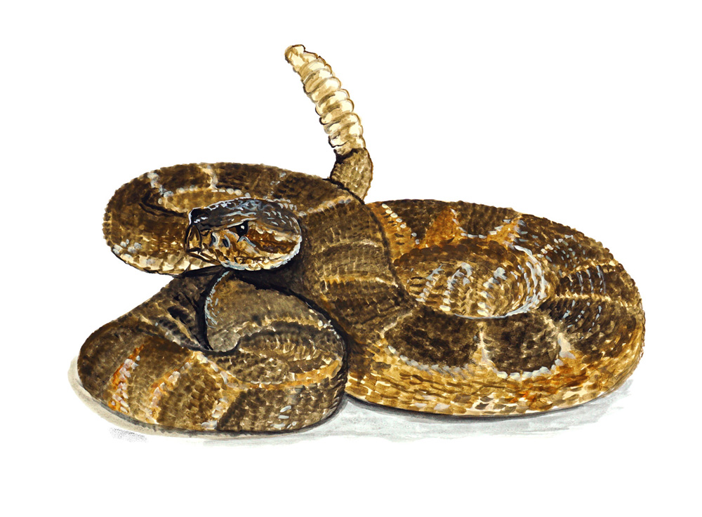 Rattlesnake Decal/Sticker - Click Image to Close