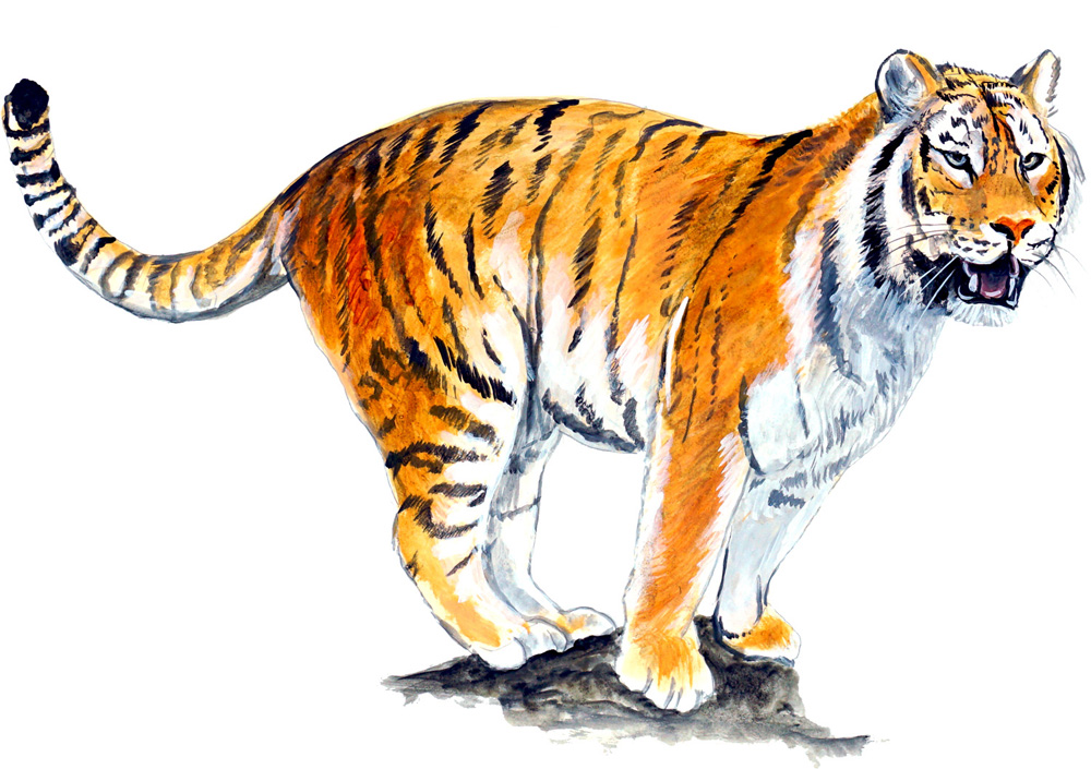 Tiger Decal/Sticker