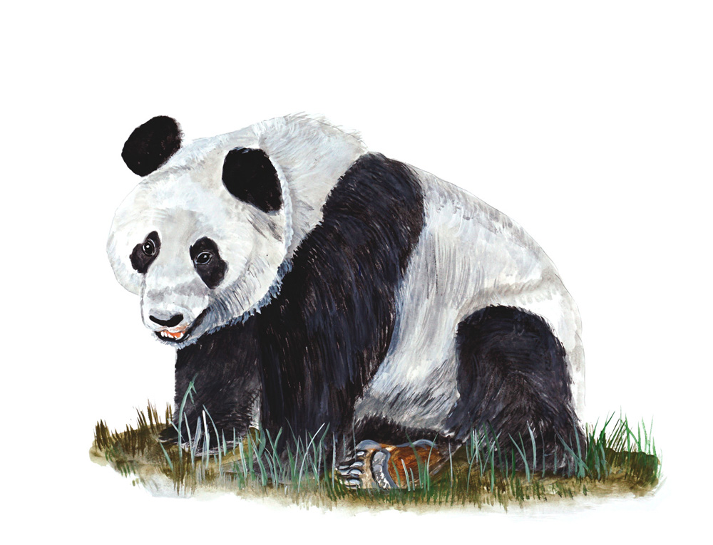 Panda Decal/Sticker - Click Image to Close