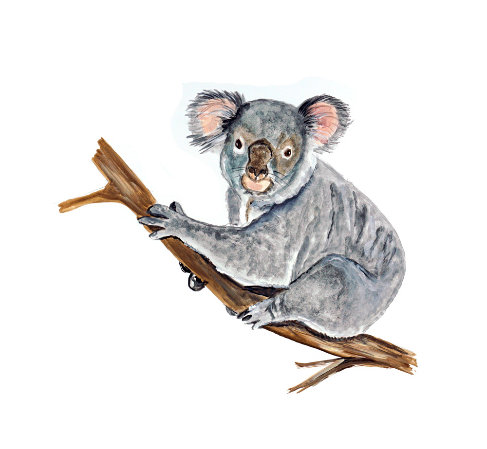 Koala Decal/Sticker - Click Image to Close
