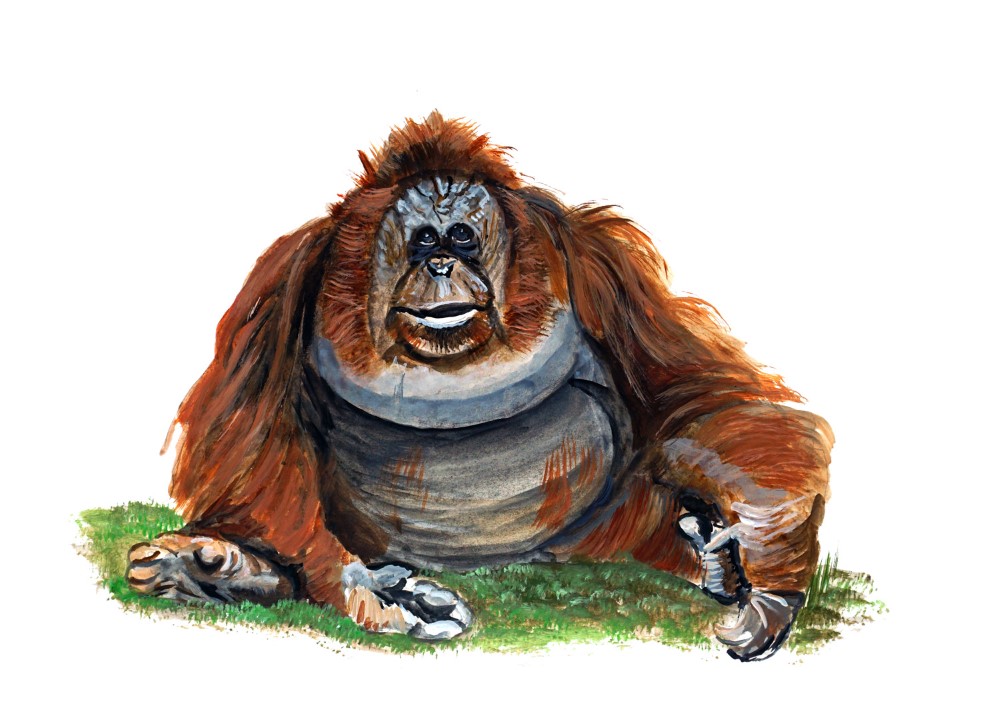 Orangutan Decal/Sticker