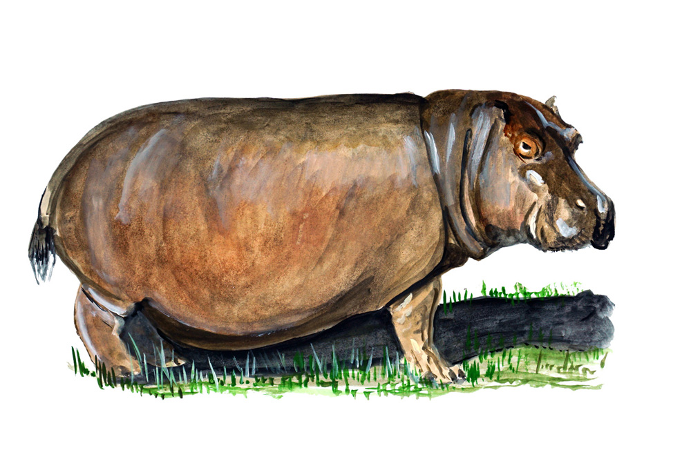 Hippopotamus Decal/Sticker - Click Image to Close