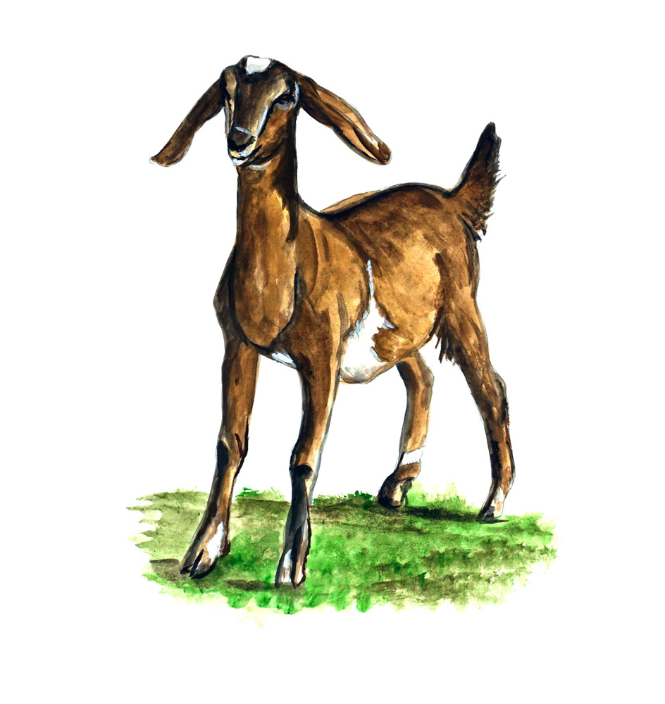 Goat Decal/Sticker - Click Image to Close