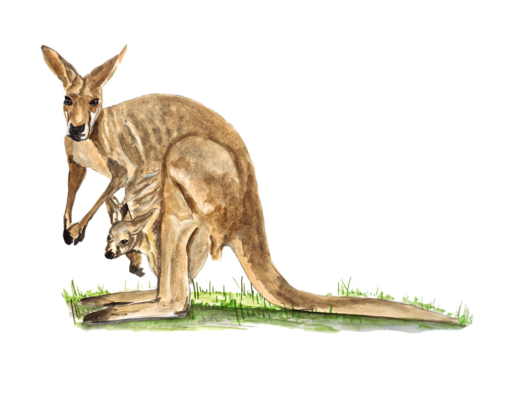 Kangaroo Decal/Sticker