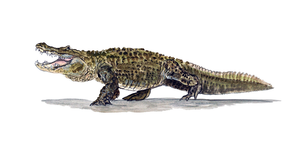 Crocodile Decal/Sticker - Click Image to Close