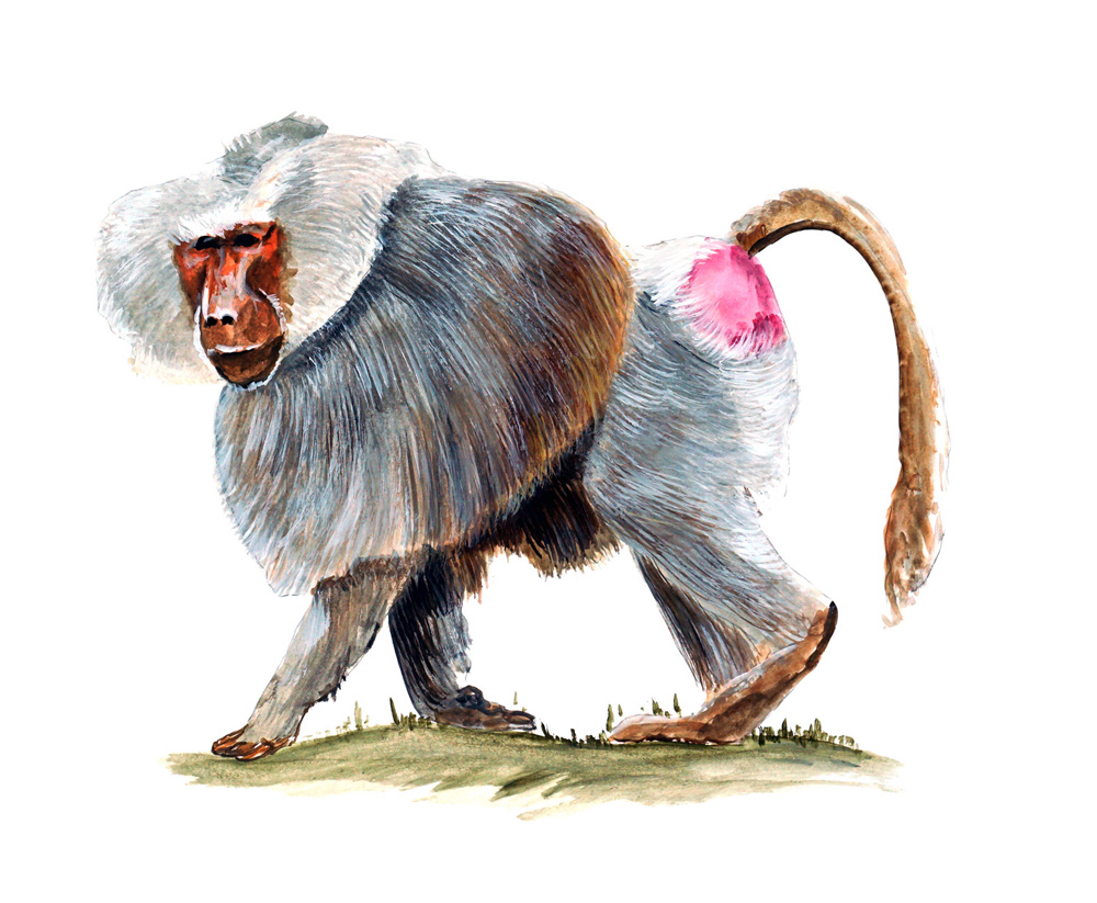 Red Butt Monkey Decal/Sticker - Click Image to Close