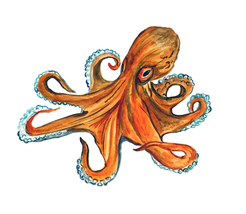 Octopus Decal/Sticker - Click Image to Close