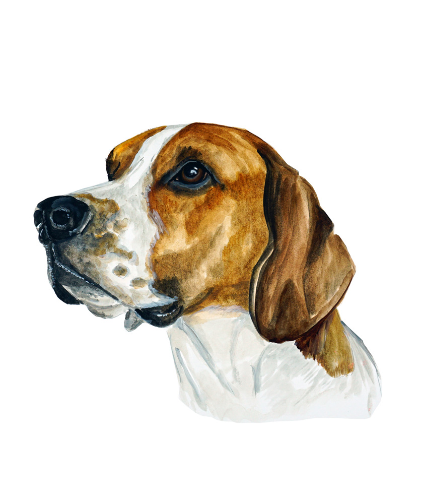American Foxhound Decal/Sticker - Click Image to Close