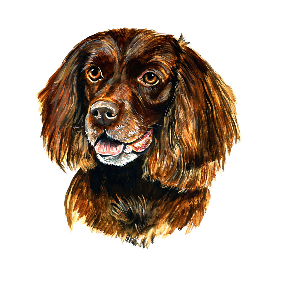 Boykin Spaniel Decal/Sticker - Click Image to Close