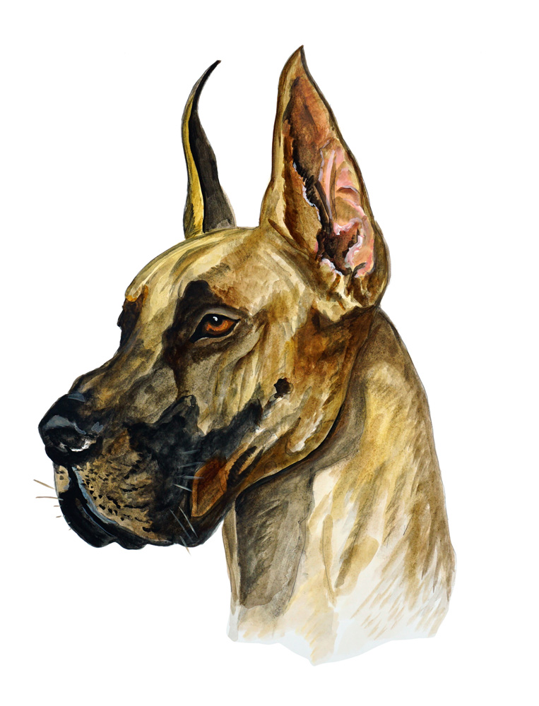 Great Dane Decal/Sticker - Click Image to Close