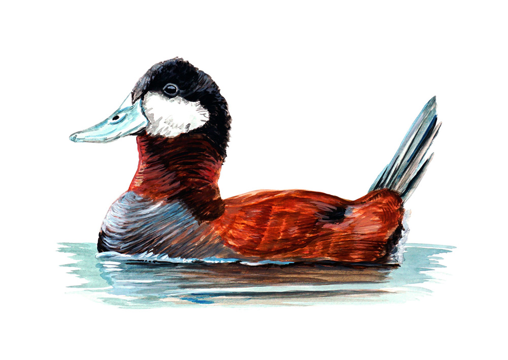 Ruddy Duck Decal/Sticker