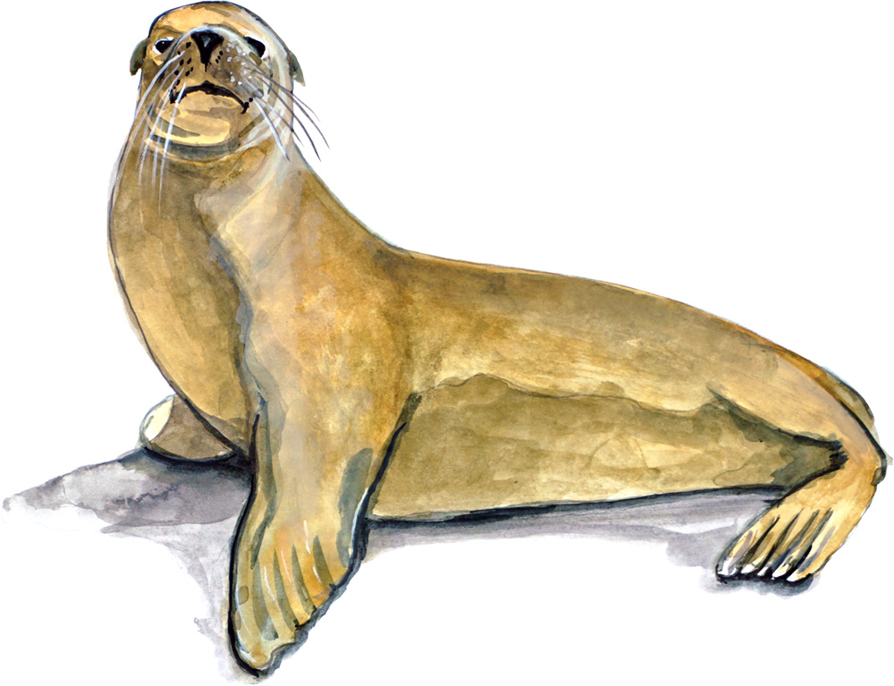 Harbor Seal Decal/Sticker - Click Image to Close