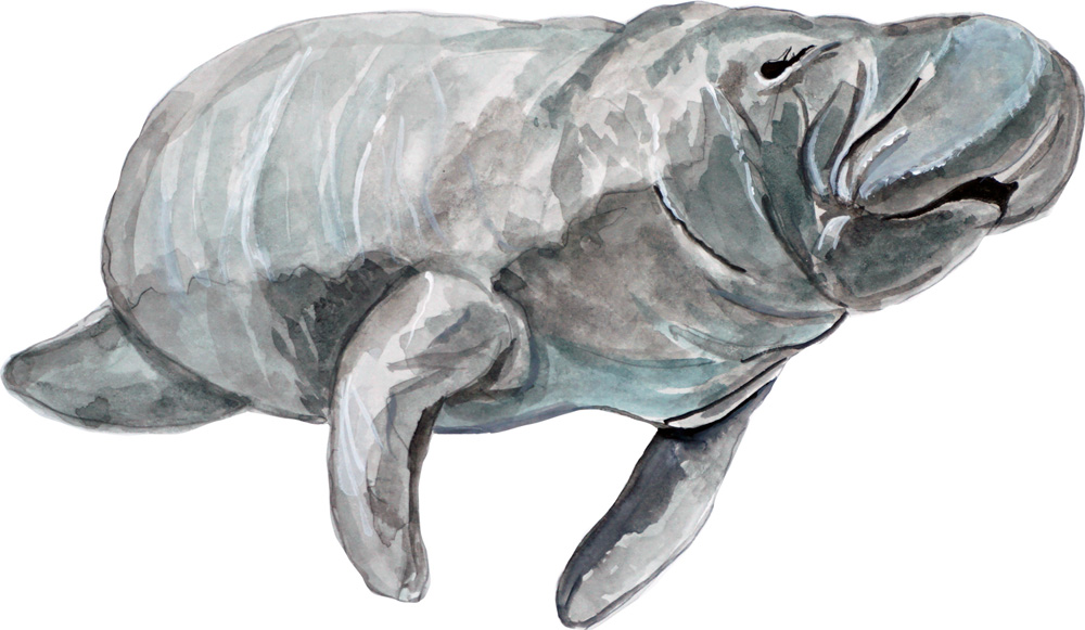 Manatee Decal/Sticker - Click Image to Close