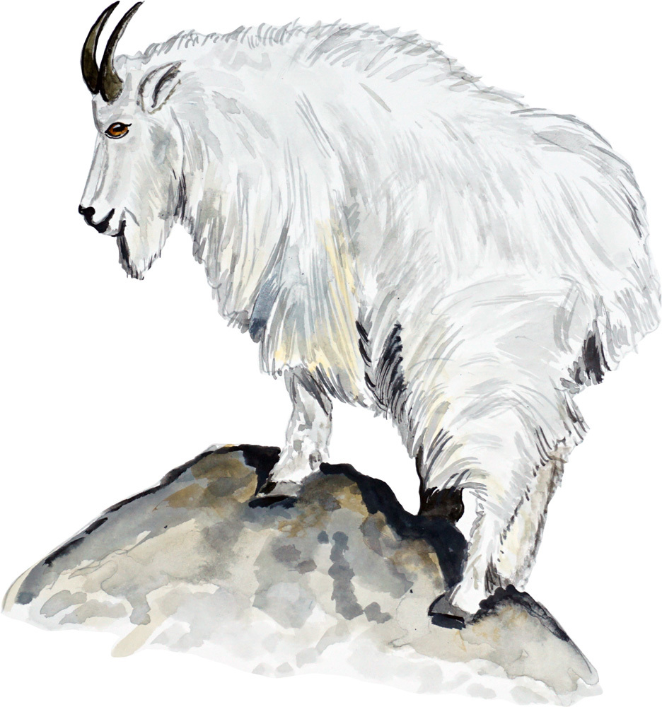 Mountain Goat Decal/Sticker - Click Image to Close