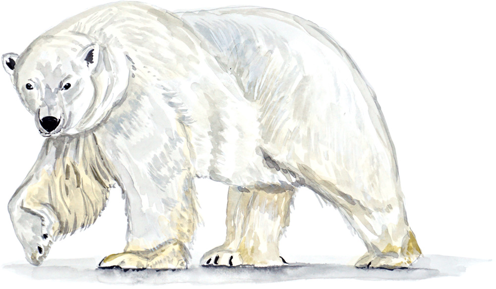 Polar bear Decal/Sticker - Click Image to Close