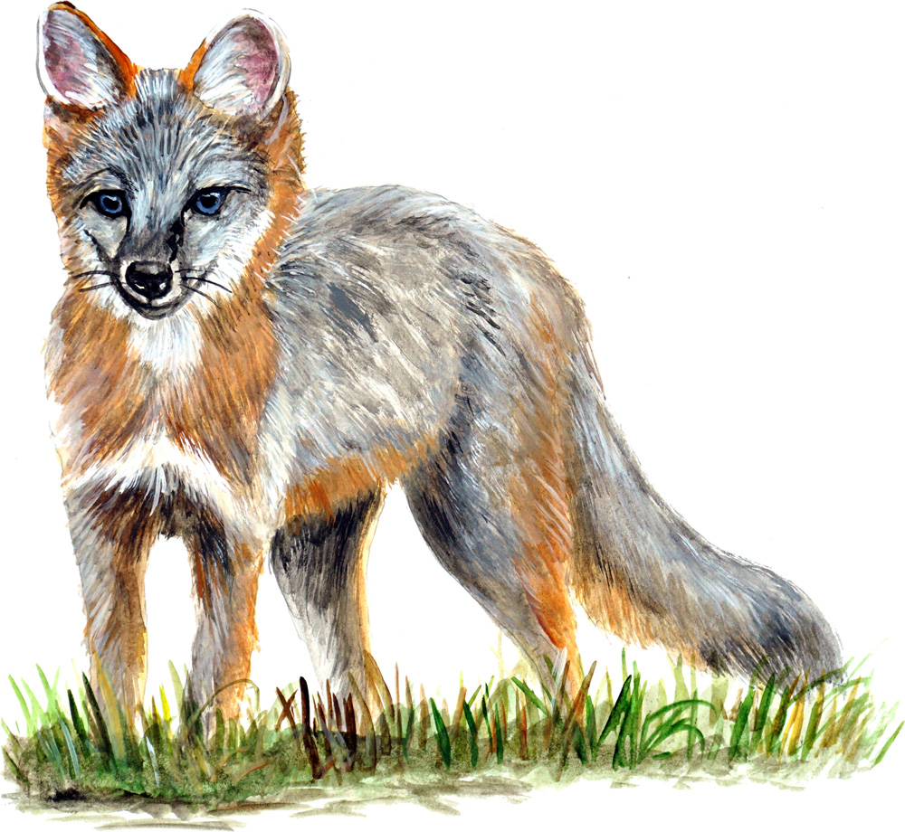 Red Fox Decal/Sticker - Click Image to Close