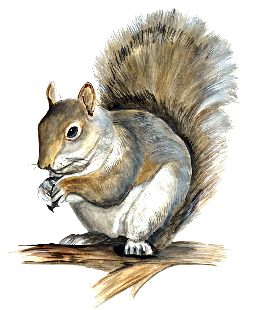 Squirrel Decal/Sticker - Click Image to Close