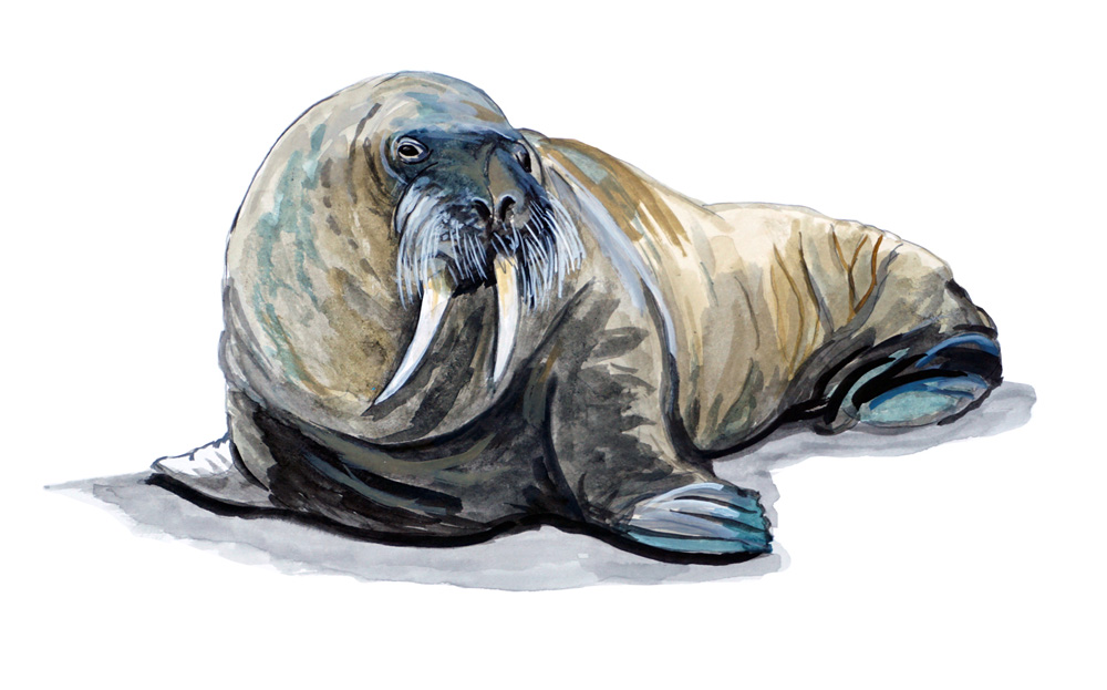 Walrus Decal/Sticker - Click Image to Close