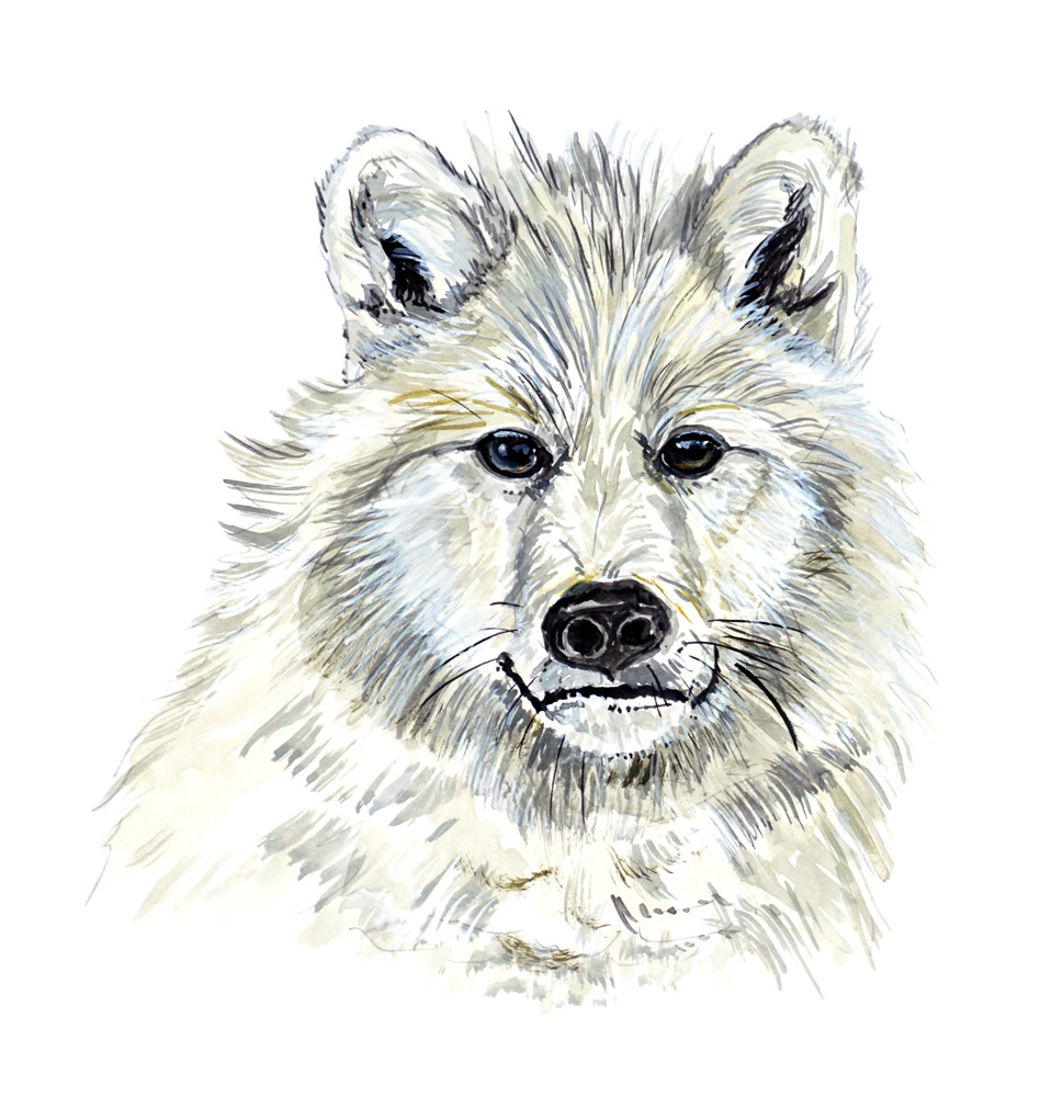 White Wolf Decal/Sticker - Click Image to Close