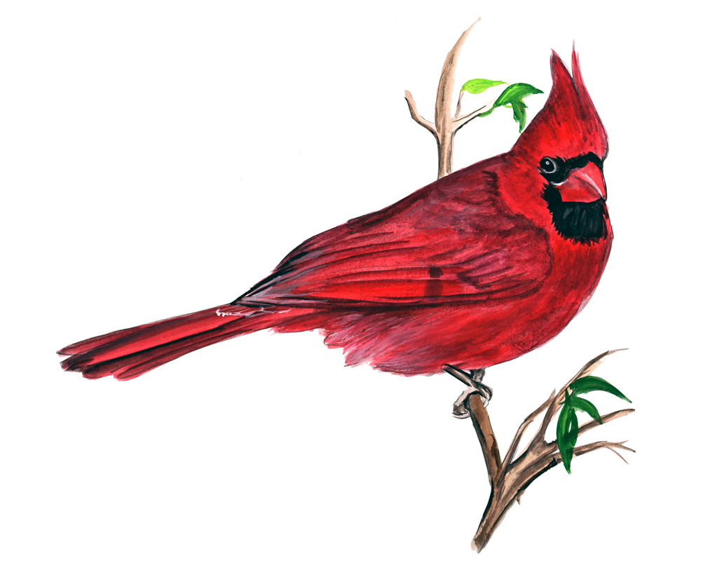 Cardinal Decal/Sticker - Click Image to Close